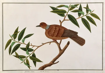 Turtle Dove, Tookoo-Kore, from Drawings of Birds from Malacca, c.1805-18